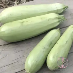 بذر کدو خورشتی