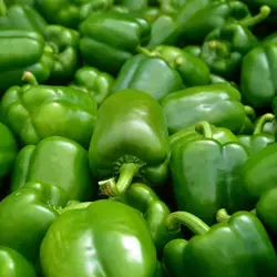 بذر فلفل دلمه ای سبز