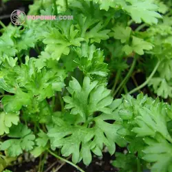 بذر جعفری ایتالیایی