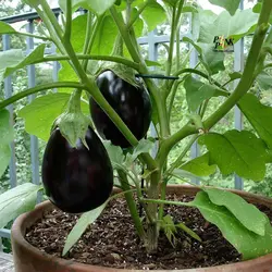 بذر بادمجان دلمه ای سیاه زیبا