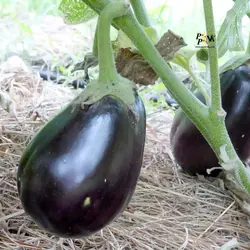 بذر بادمجان دلمه ای سیاه زیبا