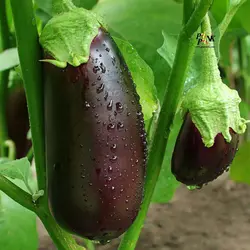 بذر بادمجان دلمه ای سیاه زیبا