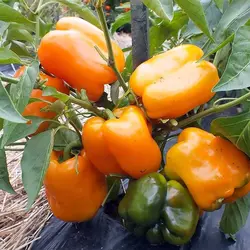 بذر فلفل دلمه ای نارنجی