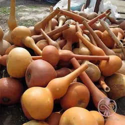 بذر کدو قلیانی