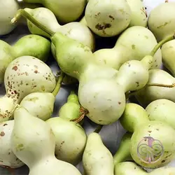 بذر کدو قلیانی