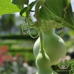 بذر کدو قلیانی