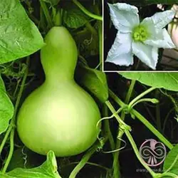 بذر کدو قلیانی