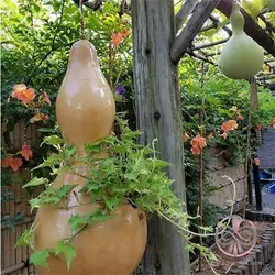 بذر کدو قلیانی