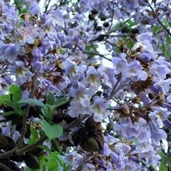 بذر درخت پالونیا شن تنگ