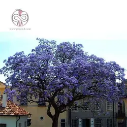 بذر درخت پالونیا شن تنگ