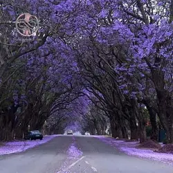 بذر درخت پالونیا شن تنگ