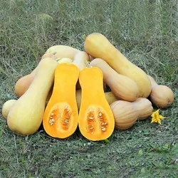 بذر کدو تنبل (کدو حلوایی)