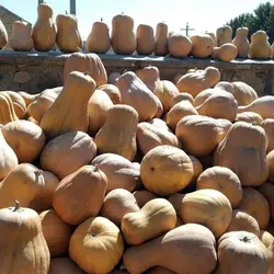 بذر کدو تنبل (کدو حلوایی)