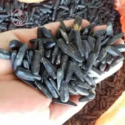 بذر آفتابگردان شمشیری