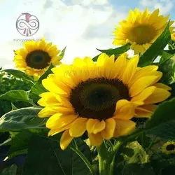 بذر آفتابگردان شمشیری