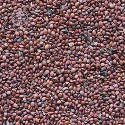 بذر آویشن کوهی (مرزنجوش)