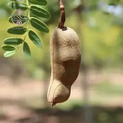 بذر تمر هندی