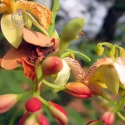 بذر تمر هندی