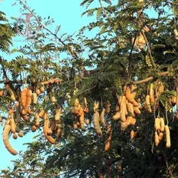 بذر تمر هندی