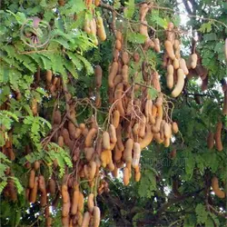 بذر تمر هندی