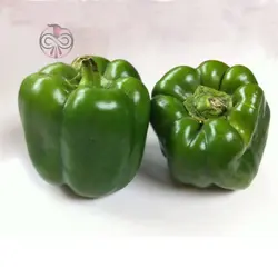 بذر فلفل دلمه ای سبز ایرانی