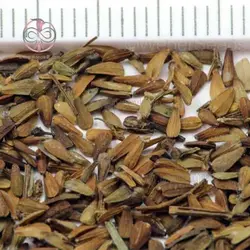 بذر سنبل الطیب