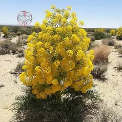 بذر آنغوزه