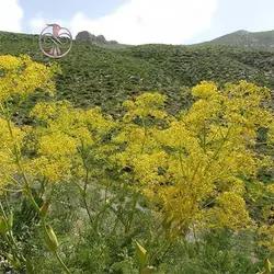 بذر آنغوزه