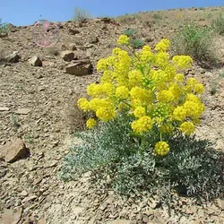 بذر آنغوزه