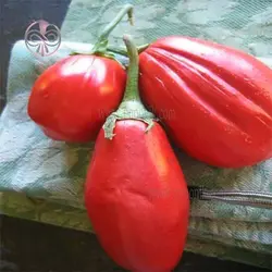 بذر بادمجان قرمز
