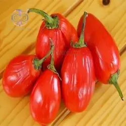 بذر بادمجان قرمز