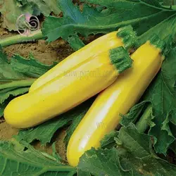 بذر کدو زرد