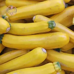 بذر کدو زرد