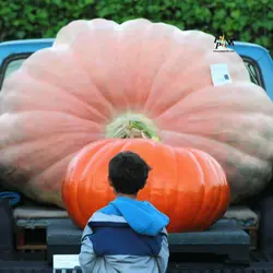 بذر کدو تنبل آتلانتیک