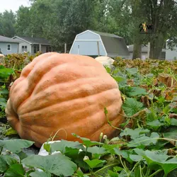 بذر کدو تنبل آتلانتیک