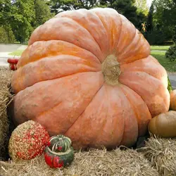 بذر کدو تنبل آتلانتیک