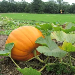 بذر کدو تنبل آتلانتیک