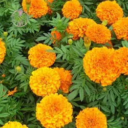 بذر گل جعفری زرد و نارنجی