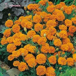 بذر گل جعفری زرد و نارنجی