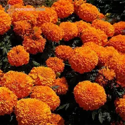 بذر گل جعفری زرد و نارنجی