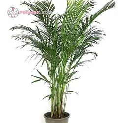 بذر نخل هندی