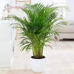 بذر نخل هندی