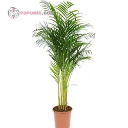 بذر نخل هندی