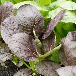 بذر اسفناج خردل ژاپنی قرمز