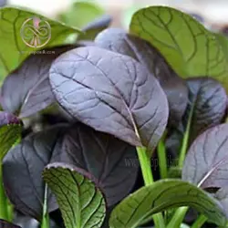 بذر اسفناج خردل ژاپنی قرمز