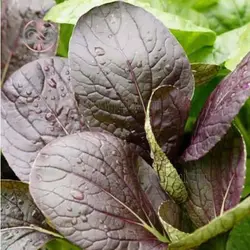 بذر اسفناج خردل ژاپنی قرمز