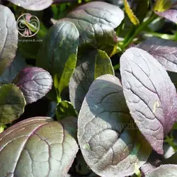 بذر اسفناج خردل ژاپنی قرمز