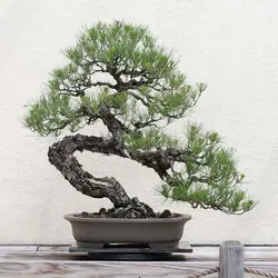 بذر درخت بونسای کاج ژاپنی