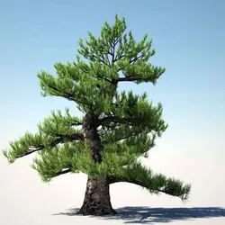 بذر درخت بونسای کاج ژاپنی