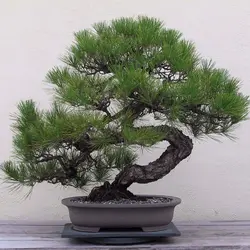 بذر درخت بونسای کاج ژاپنی